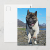 Carte Postale Akita (Devant / Derrière)