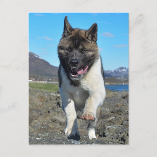 Carte Postale Akita (Devant)