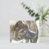 Carte postale Akita (Debout devant)