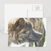 Carte postale Akita (Devant / Derrière)