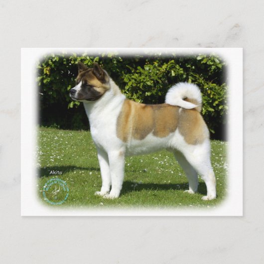 Carte Postale Akita 9R047D-143 (Devant)