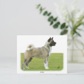 Carte Postale Akita 9R071D-147 (Debout devant)