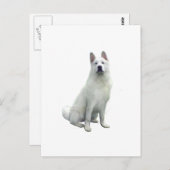 Carte Postale Akita - Blanc (Devant / Derrière)