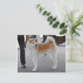 Carte Postale Akita Inu Chien Dans Un Spectacle De Chien (Debout devant)