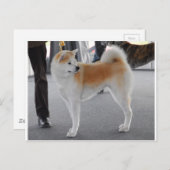 Carte Postale Akita Inu Chien Dans Un Spectacle De Chien (Devant / Derrière)