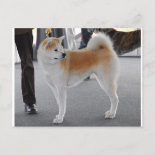 Carte Postale Akita Inu Chien Dans Un Spectacle De Chien