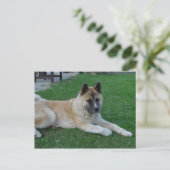 Carte Postale akita, pose.png (Debout devant)