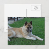 Carte Postale akita, pose.png (Devant / Derrière)