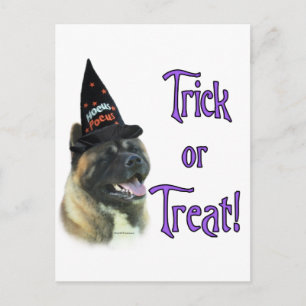 Carte Postale Akita Trick