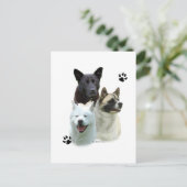Carte Postale Akita Trio (Debout devant)