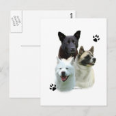 Carte Postale Akita Trio (Devant / Derrière)