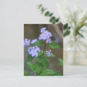 Carte Postale Alabama Wild Lavender Ageratum Fleurs sauvages (Debout devant)