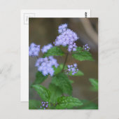 Carte Postale Alabama Wild Lavender Ageratum Fleurs sauvages (Devant / Derrière)
