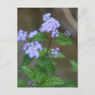 Carte Postale Alabama Wild Lavender Ageratum Fleurs sauvages