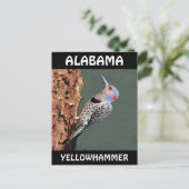 Carte Postale Alabama Yellowhammer (Debout devant)