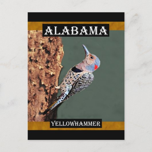 Carte Postale Alabama Yellowhammer (Devant)