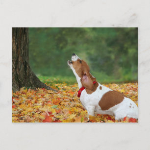 Carte Postale Alarme