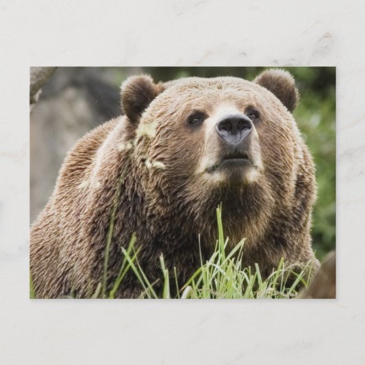 CARTE POSTALE ALASKA (Devant)