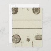 Carte Postale Alaska (Devant / Derrière)