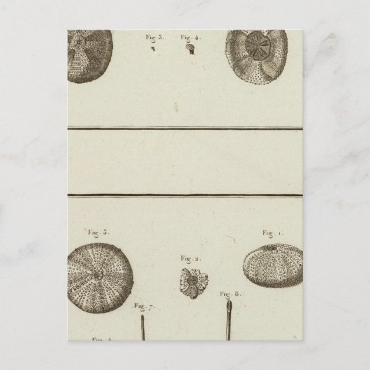 Carte Postale Alaska (Devant)