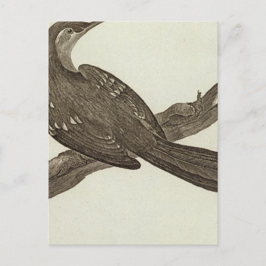 Carte Postale Alaska 2 (Devant)