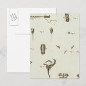 Carte Postale Alaska 3 (Devant / Derrière)