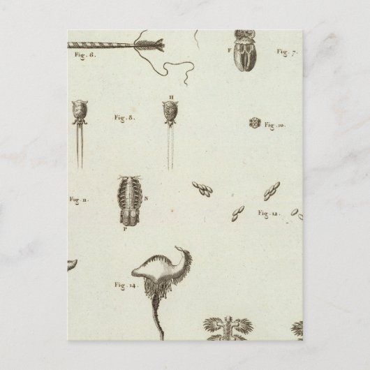 Carte Postale Alaska 3 (Devant)