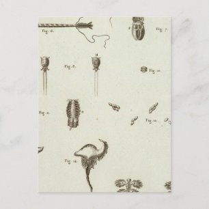 Carte Postale Alaska 3