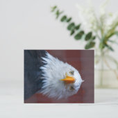 Carte Postale Alaska Bald Eagle, très grave (Debout devant)