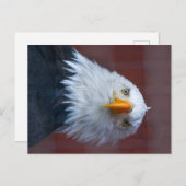 Carte Postale Alaska Bald Eagle, très grave (Devant / Derrière)
