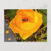 Carte Postale Alaska beauties (Devant)