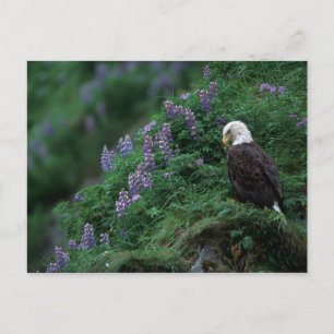 Carte Postale Alaska, île de l'Unalaska Aigle Bald parmi Nootka