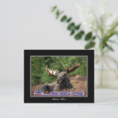 Carte postale Alaska Moose (Debout devant)