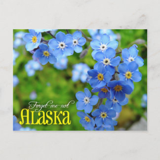 Carte Postale Alaska State Flower : Oublie-moi-non