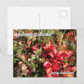 Carte postale Alaska Wildberry (Devant / Derrière)