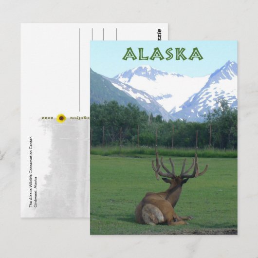 Carte Postale Alaska Wildlife Conservation Centre - (Devant / Derrière)