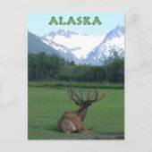Carte Postale Alaska Wildlife Conservation Centre - (Devant)