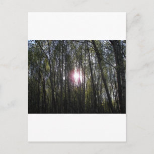 Carte Postale Alaskan Sun