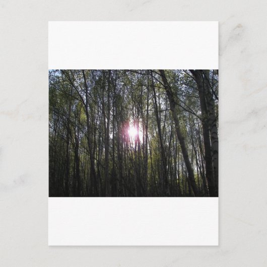 Carte Postale Alaskan Sun (Devant)