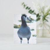 Carte Postale Albatros à pieds noirs (Debout devant)