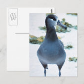 Carte Postale Albatros à pieds noirs (Devant / Derrière)