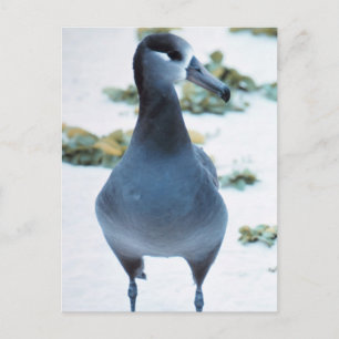 Carte Postale Albatros à pieds noirs