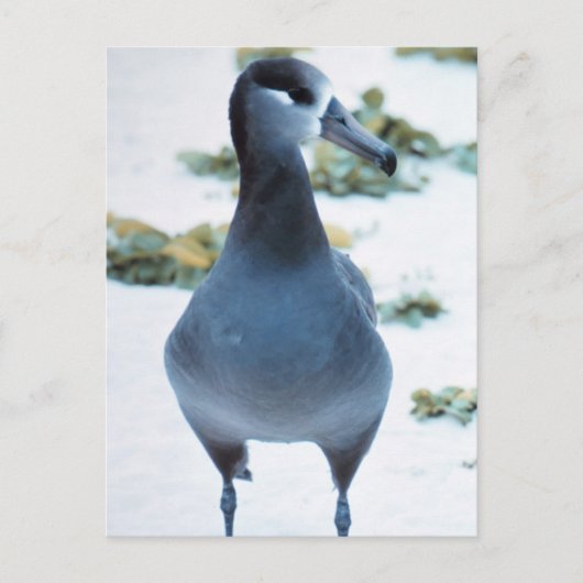 Carte Postale Albatros à pieds noirs (Devant)