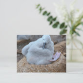 Carte Postale Albatros Chick (Debout devant)