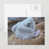 Carte Postale Albatros Chick (Devant / Derrière)