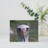 Carte Postale Albatros de Laysan (Debout devant)