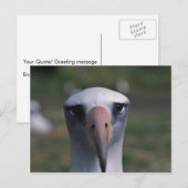 Carte Postale Albatros de Laysan (Devant / Derrière)
