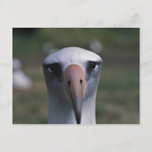 Carte Postale Albatros de Laysan