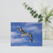 Carte Postale Albatros de Laysan volant dans l'air (Debout devant)