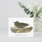Carte Postale Albatros de soja lampés, John Audubon (Debout devant)